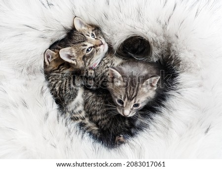 Kittens on soft fur bed in the shape of a heart.