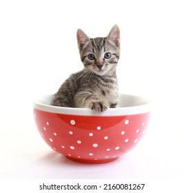 Kittens photographed in studio. Kittens with objects. Very cute. Tabby kittens. Ideal for cards or cat products. Adorable pet kitten. Silly cat. 