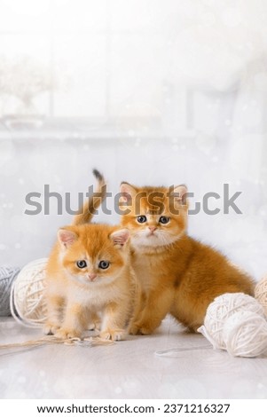 Kittens play with yarn. Small red tabby cats are having fun with woolen threads of balls on the floor in the room. Pets frolic in the rays of the flooded afternoon sun.