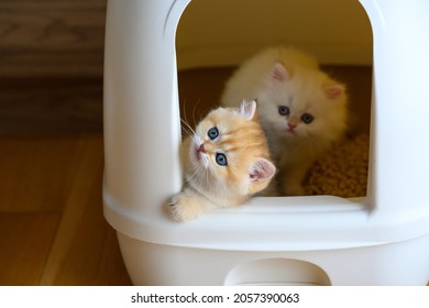 Kittens Are Playing In The Cat Toilet, Two Cats Play Naughty In The Cat Litter Box, Learning To Pee And Poop. The Golden And White British Shorthair Cat Is Cute.