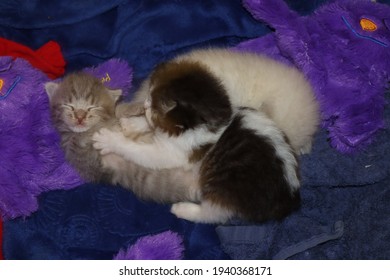 stuffed kittens that purr