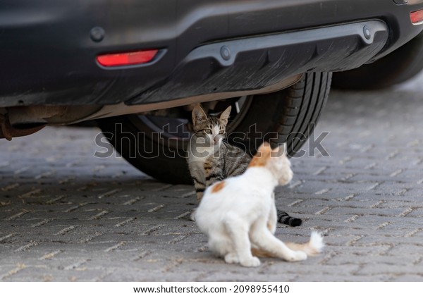 kittens\
playing under the cars in the car parking\
lot