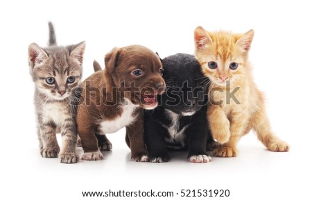 Kittens and puppies isolated on a white background.