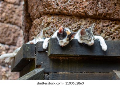 Kittens sleep at archaeological scaffolding in Angkor Wat, Cambodia. Cute young cats family closeup. Sleeping kitty outdoor. Stray cat in Cambodia. Ancient temple animals. Asian street cat lifestyle
