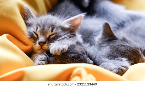 kittens sleep on a yellow background. three kittens are sleeping. High quality photo - Powered by Shutterstock