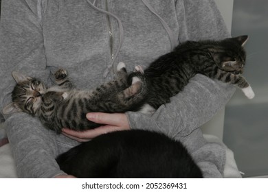 kittens sleeping in my arms - Shutterstock ID 2052369431