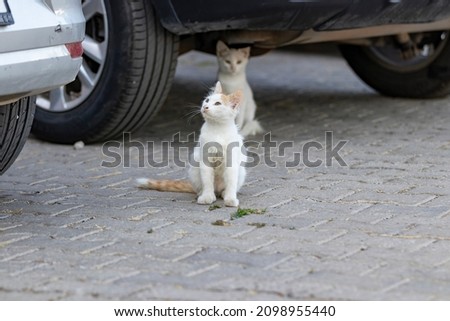 kittens stray cats sitting under the car in the car parking blurred background