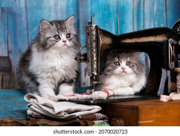 Kittens in a tie and sewing machine; Two gray tabby kittens sitting in white flower pot. Portrait of two adorable fluffy kittens with copy space. 