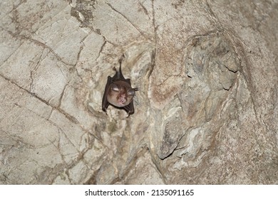 Kitti's hog-nosed bat is the smallest species of bat and arguably the world's smallest mammal. Stay in limestone cave. Spot focus. - Shutterstock ID 2135091165