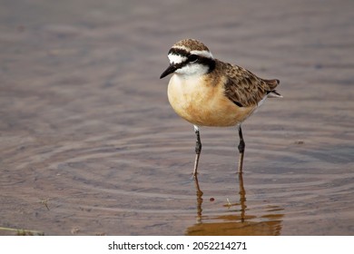 Kittlitz Plover - Charadrius pecuarius small shorebird in Charadriidae, breeds near coastal and inland saltmarshes, riverbanks or grasslands, native to Africa, the Nile Delta and Madagascar.