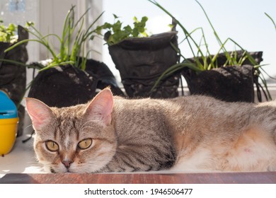 Kitty basks in the sun on the window, a sunny day in the background and green seedlings