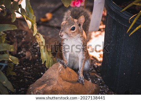 Kitty Cat Lizard and Squirrels