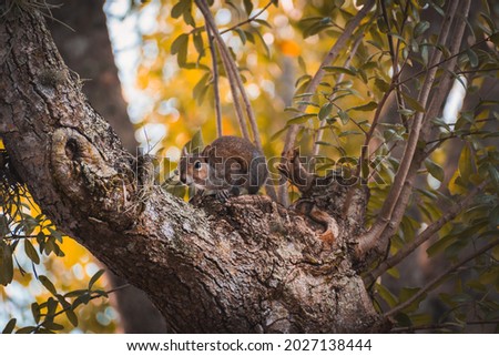 Kitty Cat Lizard and Squirrels