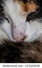 kitty close up