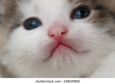 kitty face