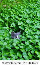 Kitty the first time going out of the house. But ended up here.