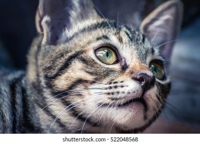 Kitty Head