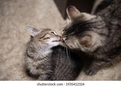 Kitty Kisses Her Mother. Mother And Child Cats.