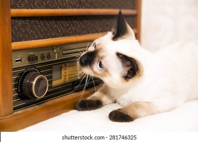 Kitty is listening to the retro radio