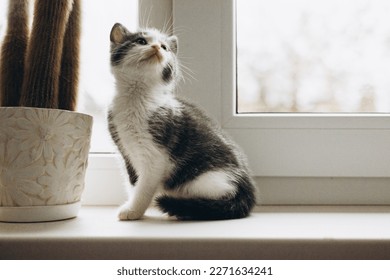 Kitty sitting on windowframe, and looking above