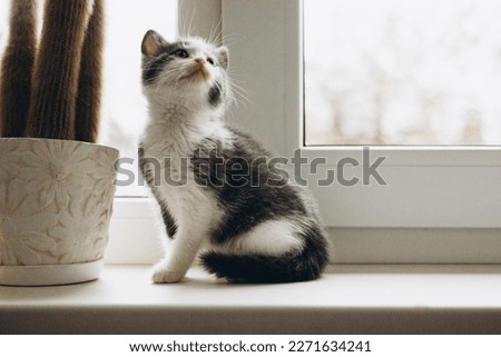Kitty sitting on windowframe, and looking above