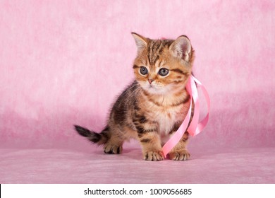 kitty images stock photos vectors shutterstock