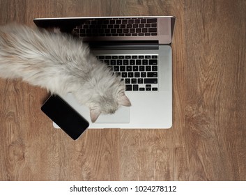 Kitty Walking On Modern Laptop Keyboard Above Top View