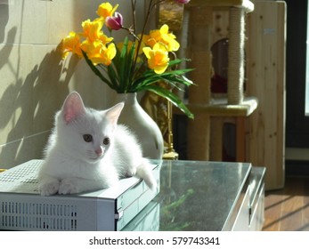 kitty,flower