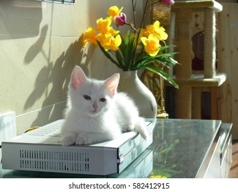 kitty,flower