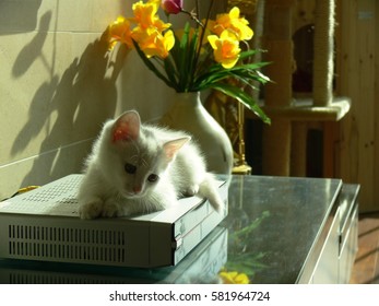 kitty,flowers