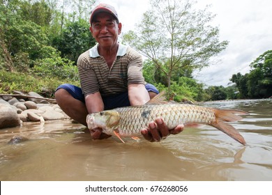 74 Hampala barb Images, Stock Photos & Vectors | Shutterstock