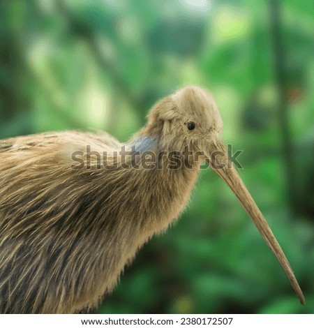 Kiwi birds are remarkable and emblematic of New Zealand's natural heritage, but they face significant challenges in their conservation due to the threats posed by introduced species and habitat destru Foto stock © 