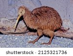 Kiwi, are flightless birds endemic to New Zealand of the genus Apteryx and family Apterygidae