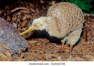 Kiwi, Are Flightless Birds Endemic To New Zealand Of The Genus Apteryx And Family Apterygidae