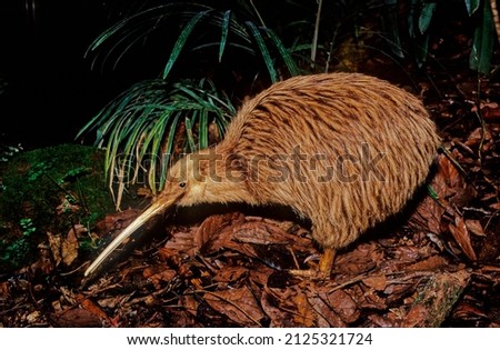 Kiwi, are flightless birds endemic to New Zealand of the genus Apteryx and family Apterygidae
