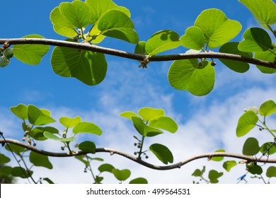 Kiwi Fruit Buds And Leaves In Orchard, Kerikeri, New Zealand, NZ