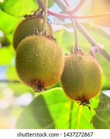 Kiwi Fruit Growing On Vine