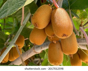 Kiwi Fruit Harvest Ripens In The Garden. Kiwifruit Or Chinese Gooseberry Is Edible Berry Of Several Species Of Woody Vines In The Genus Actinidia.