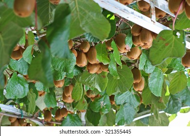 Kiwi Fruit On The Tree