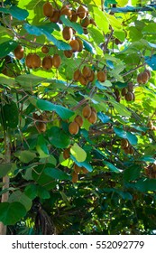 Kiwi Fruit On The Tree