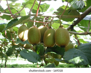 Kiwi Fruit On The Vine In New Zealand