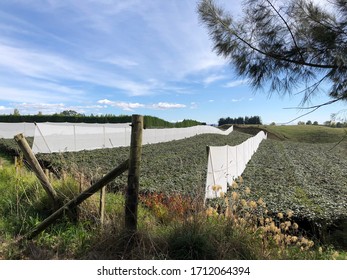 Kiwi Fruit Orchard In New Zealand