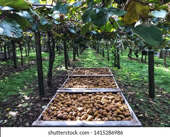 Kiwi Fruit Orchard Picking Times