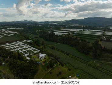 Kiwi Fruit Orchards In Te Puke During Summer. Bay Of Plenty Region, New Zealand