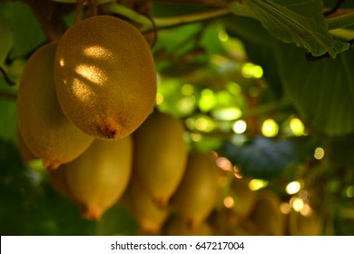 Kiwi Fruit Still On Tree