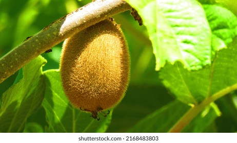 Kiwi Fruit Tree Vegetable Food