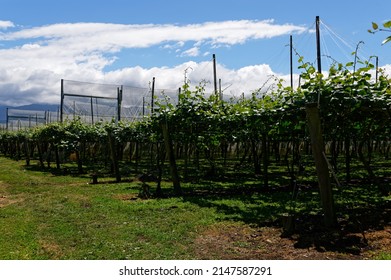 Kiwi Fruit Vines Are Growing In An Orchard, Their Tendrils Are Reaching For The Sky.