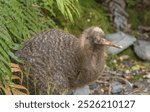 The Kiwi lays one of the largest eggs in proportion to its body size. This remarkable feat showcases the bird’s unique reproductive strategy.