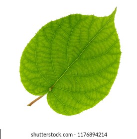 Kiwi Leaf Isolated On White Background Stock Photo 1176894214 ...