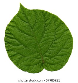Kiwi Leaf Isolated On White Background